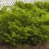 Yew - Taxus X Med 'Tauntonii' -Pesches Garden Center 046283102444