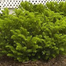 Yew - Taxus X Med 'Tauntonii'