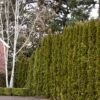 Arborvitae - Thuja Occidentalis 'Emerald Green' -Pesches Garden Center 11355