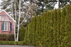 Arborvitae - Thuja Occidentalis 'Emerald Green'