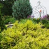 False Cypress 'Kings Gold' -Pesches Garden Center 12938