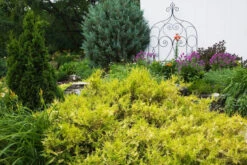 False Cypress 'Kings Gold'