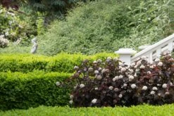 Buxus X Boxwood 'Green Velvet' -Pesches Garden Center 14367