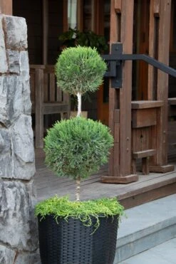 Juniper: Mint Julep Topiary