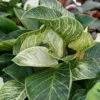 Philodendron Birkin -Pesches Garden Center 15b7a6dbec4b6cbfb0105203b1fa159a