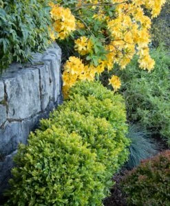 Buxus X Boxwood 'Chicagoland Green'