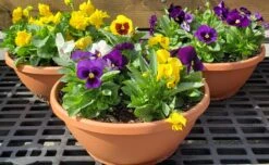 Pansy Bowl -Pesches Garden Center 20200828 095637 2