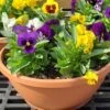 Pansy Bowl 2 Pansy Bowl -Pesches Garden Center 20200828 095637 3