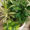 Houseplant Basket -Pesches Garden Center 20230122 120133