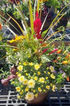 Fall Flower Custom Planters