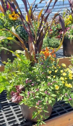 Fall Flower Custom Planters -Pesches Garden Center 20230901 121930
