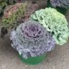 Fall Kale Planters -Pesches Garden Center 20231004 154155