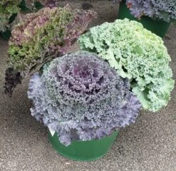 Fall Kale Planters