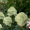 Hydrangea 'Little Lime' -Pesches Garden Center 4378