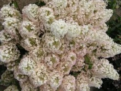 Hydrangea Paniculata 'Bobo'