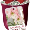 Amaryllis 'Dancing Queen' In Red Ceramic Pot -Pesches Garden Center 5806 3 1