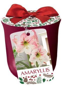 Amaryllis 'Dancing Queen' In Red Ceramic Pot