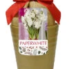 Paperwhite 'Ziva' In Gold Ceramic Pot 2 Paperwhite 'Ziva' In Gold Ceramic Pot -Pesches Garden Center 5844 3
