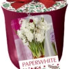 Paperwhite 'Ziva' In Bourdeaux Ceramic Pot -Pesches Garden Center 5844 4