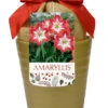 Amaryllis 'Minerva' In Gold Ceramic Pot
