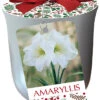 Amaryllis 'White Xmas' In Silver Ceramic Pot 2 Amaryllis 'White Xmas' In Silver Ceramic Pot -Pesches Garden Center 6849 2