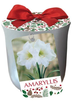 Amaryllis 'White Xmas' In Silver Ceramic Pot