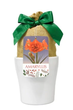 Amaryllis 'Orange Sunrise' In White Ceramic Pot