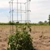 Tomato HD Galvanized Square Cage -Pesches Garden Center 8480X 816 900