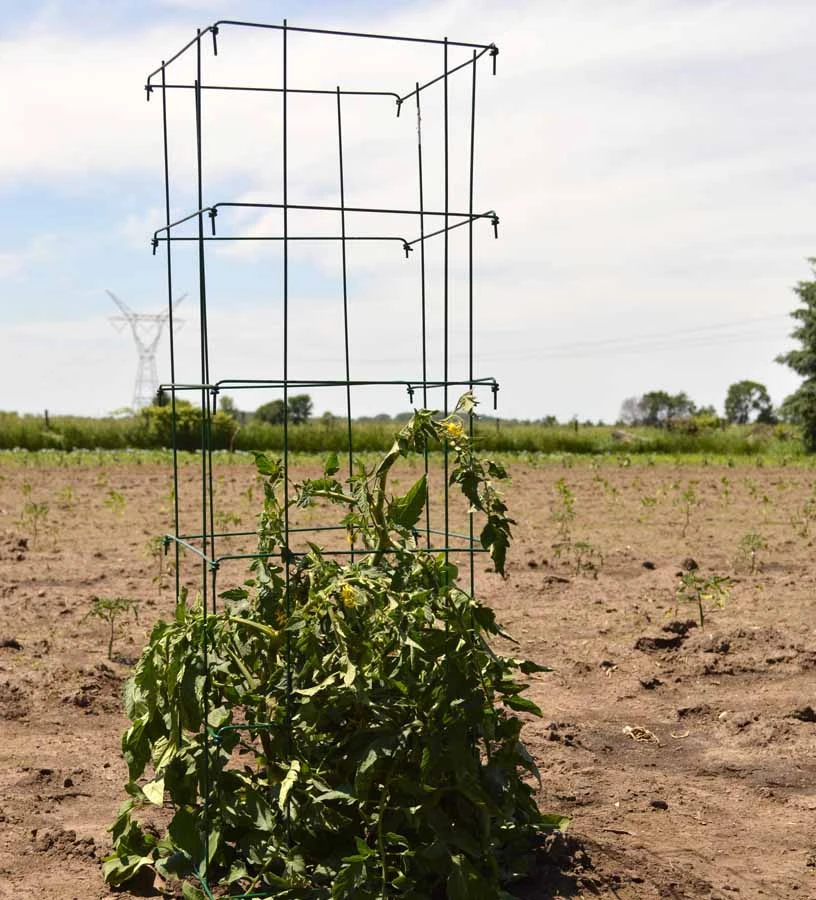 Tomato HD Galvanized Square Cage 3 Tomato HD Galvanized Square Cage