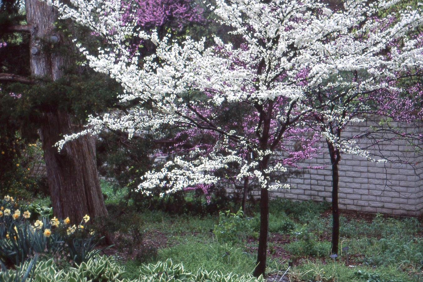 Eastern Redbud - Cercis Canadensis 'Alba' 4 Eastern Redbud - Cercis Canadensis 'Alba' - Image 2