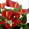 Anthurium -Pesches Garden Center Anthurium Plant1