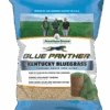 Blue Panther Kentucky Bluegrass Grass Seed -Pesches Garden Center Blue Panther KB 320x439 1