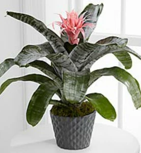 Bromeliad 3 Bromeliad