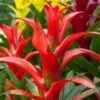Guzmania -Pesches Garden Center Bromeliad1