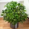 Umbrella Tree - Dwarf -Pesches Garden Center C28 4890