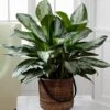 Chinese Evergreen 'Silver King' -Pesches Garden Center C28 4892