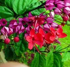 Bleeding Heart Vine