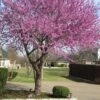 Eastern Redbud - Cercis Canadensis -Pesches Garden Center Cerciscanadensis