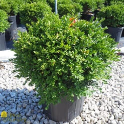 Buxus X Boxwood 'Green Velvet' -Pesches Garden Center DETA 105
