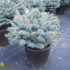 Colorado Spruce - Picea Pun 'Glauca Globosa' Low Standard -Pesches Garden Center DETA 1139