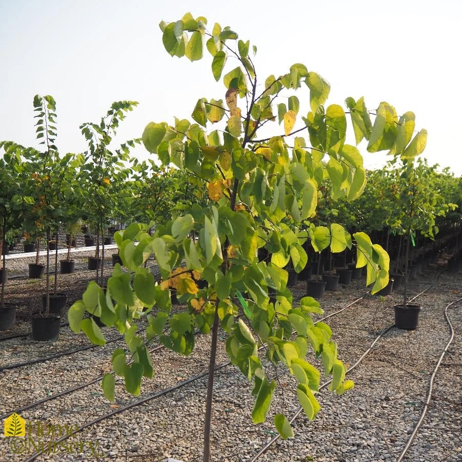 Eastern Redbud - Cercis Canadensis 4 Eastern Redbud - Cercis Canadensis - Image 2