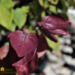 Eastern Redbud - Cercis Canadensis 'Forest Pansy' -Pesches Garden Center DETA 138
