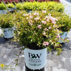 Deutzia X Yuki Cherry Blossom