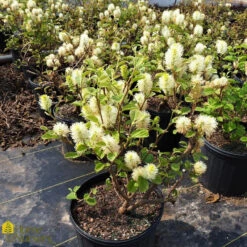 Witch Alder - Fothergilla Major 'Mount Airy'