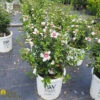 Rose Of Sharon - Hibiscus Syriacus Lil' Kim 1 Rose Of Sharon - Hibiscus Syriacus Lil' Kim -Pesches Garden Center DETA 297