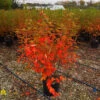 Serviceberry - Amelanchier X Grandiflora 'Autumn Brilliance' -Pesches Garden Center DETA 35