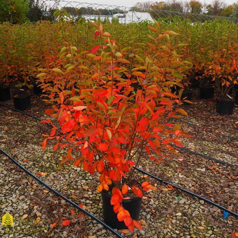 Serviceberry - Amelanchier X Grandiflora 'Autumn Brilliance' 3 Serviceberry - Amelanchier X Grandiflora 'Autumn Brilliance'