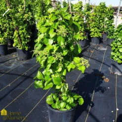 Hydrangea Climbing - Hydrangea Anomala Subsp. Petiolaris 8 Hydrangea Climbing - Hydrangea Anomala Subsp. Petiolaris -Pesches Garden Center DETA 355