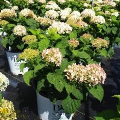 Hydrangea Arborescens 'Invincibelle Wee White' -Pesches Garden Center DETA 360