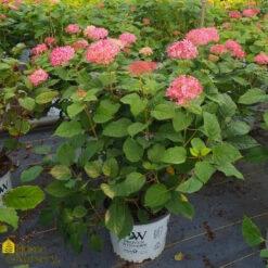Hydrangea Arborescens 'Invincibelle Spirit II'